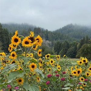 Meet your Posher, Callaghan